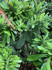 Euphorbia antiquorum