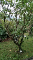 Tabernaemontana divaricata