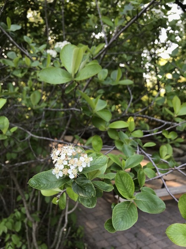 Aronia melanocarpa