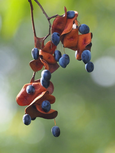 Archidendron lucidum iNat (3)