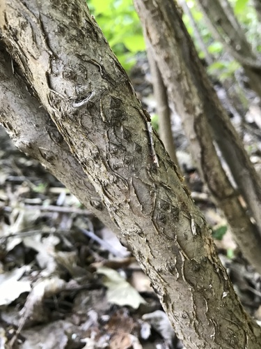 Aronia melanocarpa