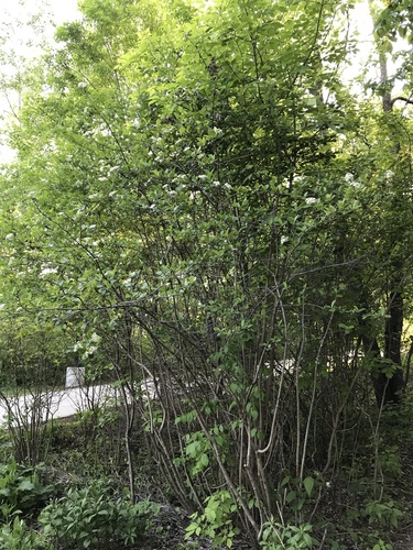 Aronia melanocarpa