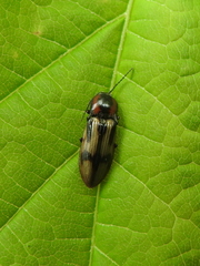 Selatosomus pulcher