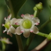 Kurogane Holly - Photo no rights reserved, uploaded by 葉子