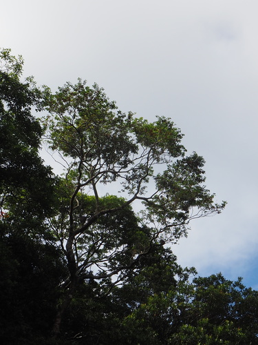 Ilex rotunda