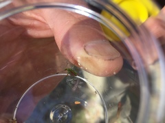 Pseudopantilius australis