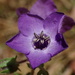 Flor Azul de Fiesta - Photo (c) nathantay, algunos derechos reservados (CC BY-NC)