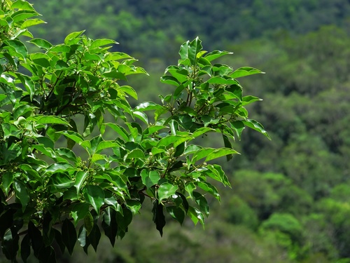 Ilex rotunda