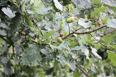 Quercus robur