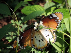 Danaus chrysippus alcippus