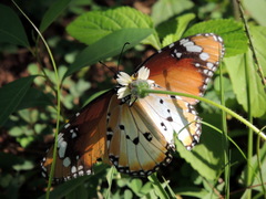 Danaus chrysippus alcippus