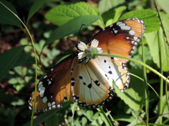 Danaus chrysippus alcippus