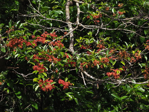 Ilex rotunda