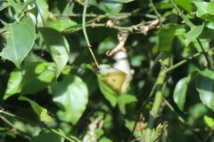 Belenois calypso