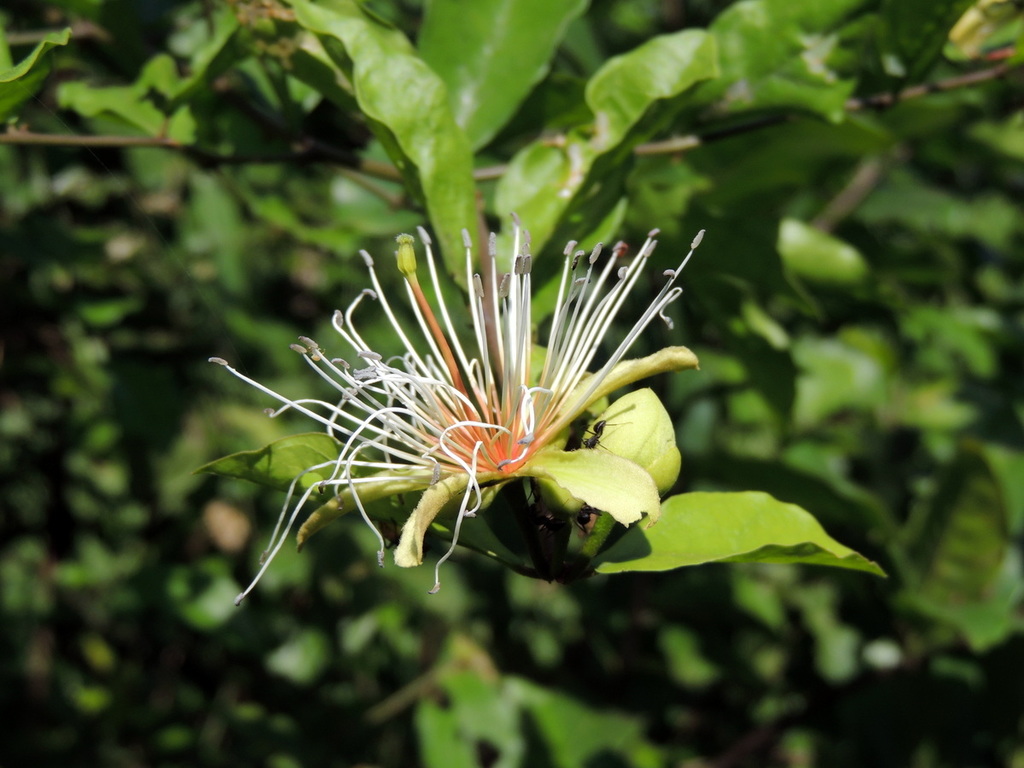 zigzag caperbush