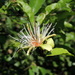 Zigzag Caperbush - Photo (c) Vijay Barve, some rights reserved (CC BY), uploaded by Vijay Barve