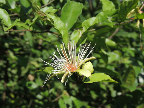 Image of Capparis erythrocarpos by (c) Vijay Barve, some rights reserved (CC BY)