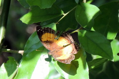 Junonia terea