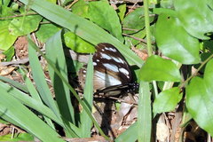 Hypolimnas anthedon