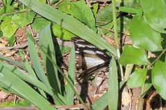 Hypolimnas anthedon