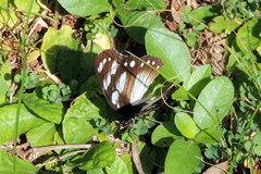 Hypolimnas anthedon
