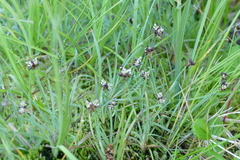 Juncus falcatus