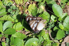 Hypolimnas anthedon