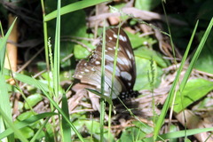 Hypolimnas anthedon