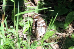 Hypolimnas anthedon