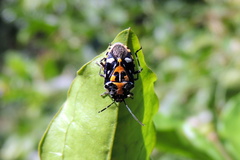 Stenozygum alienatum