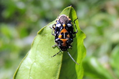 Stenozygum alienatum