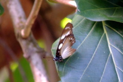 Hypolimnas anthedon anthedon