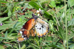 Danaus chrysippus alcippus