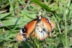 Danaus chrysippus alcippus