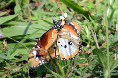 Danaus chrysippus alcippus