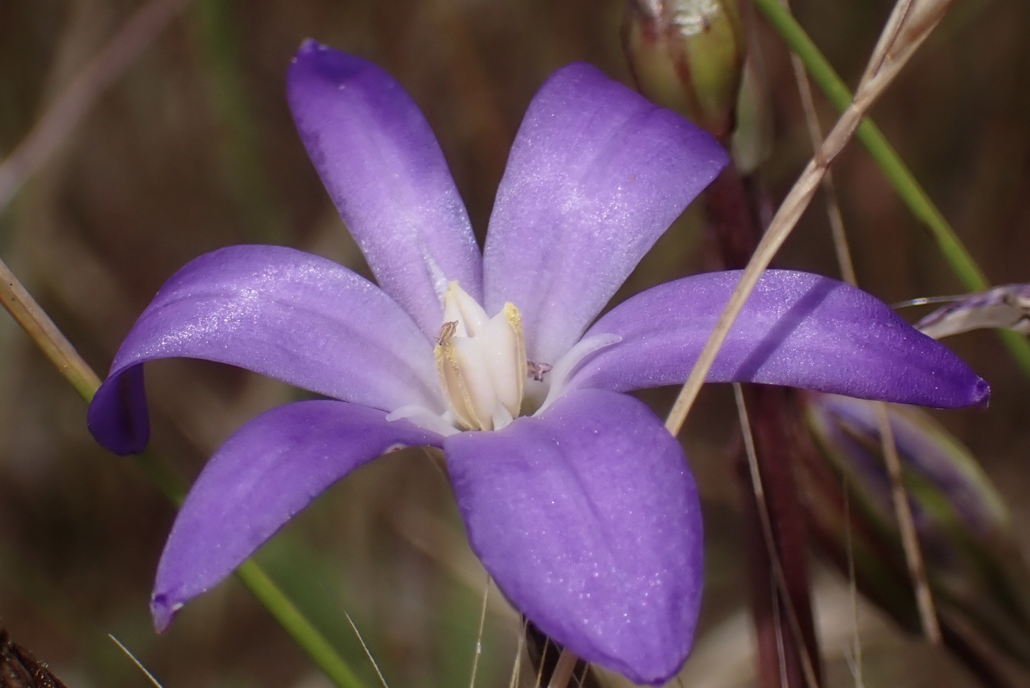 Brodiaea filifolia