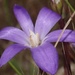 Thread-leaved Brodiaea - Photo (c) nathantay, some rights reserved (CC BY-NC)