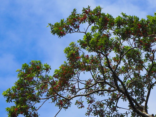 Ilex rotunda