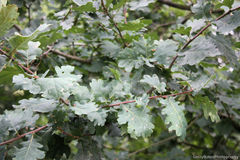 Quercus robur