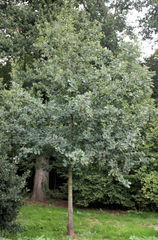 Quercus robur