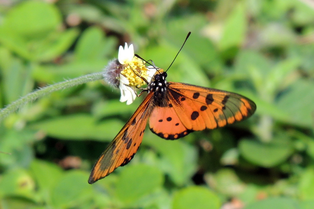 Wandering Donkey Acraea