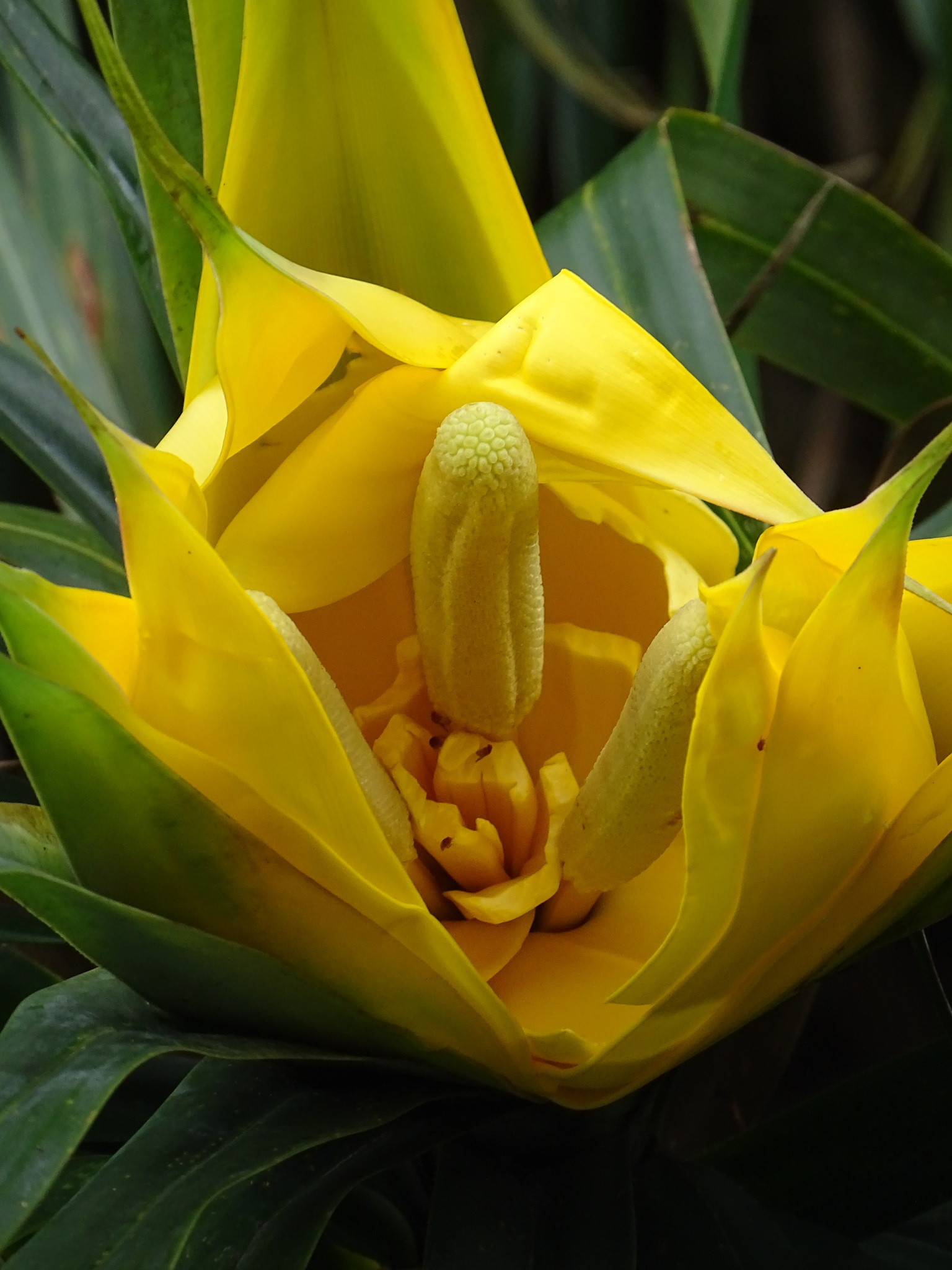 Pandanaceae