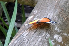 Hypolimnas misippus