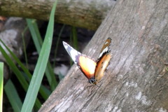 Hypolimnas misippus