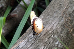 Hypolimnas misippus