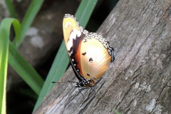 Hypolimnas misippus