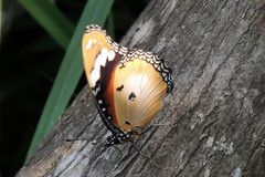 Hypolimnas misippus