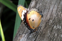 Hypolimnas misippus