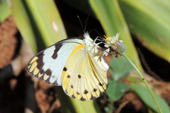 Belenois calypso