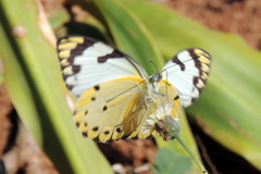 Belenois calypso